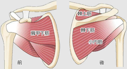 肩腱板イメージ